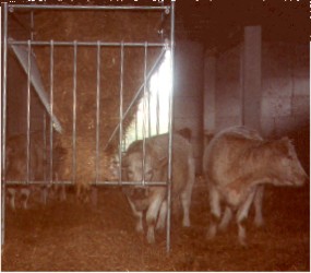 etables, animaux, montages, structures